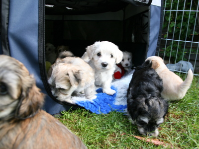 Bichon Havanais hvalpe hos Kennel Miki Nanoq